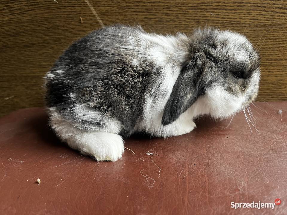 Baran Francuski króliki Kotuń