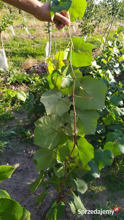 Piękne Sadzonki Winorośli Odmiana Swedson Red Owocowe