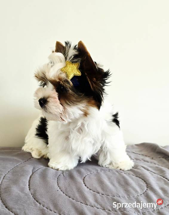 Śliczny maluszek piesek BIEWER Yorkshire Terrier
