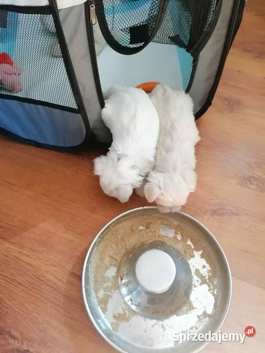 Przepiękne maltańczyki z rodowodem Mysłowice