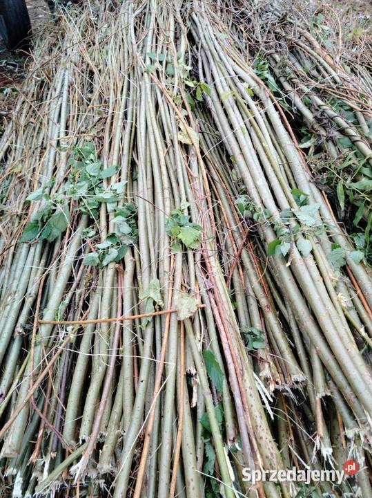 Faszyna kołki i słupki do siatki leśnej