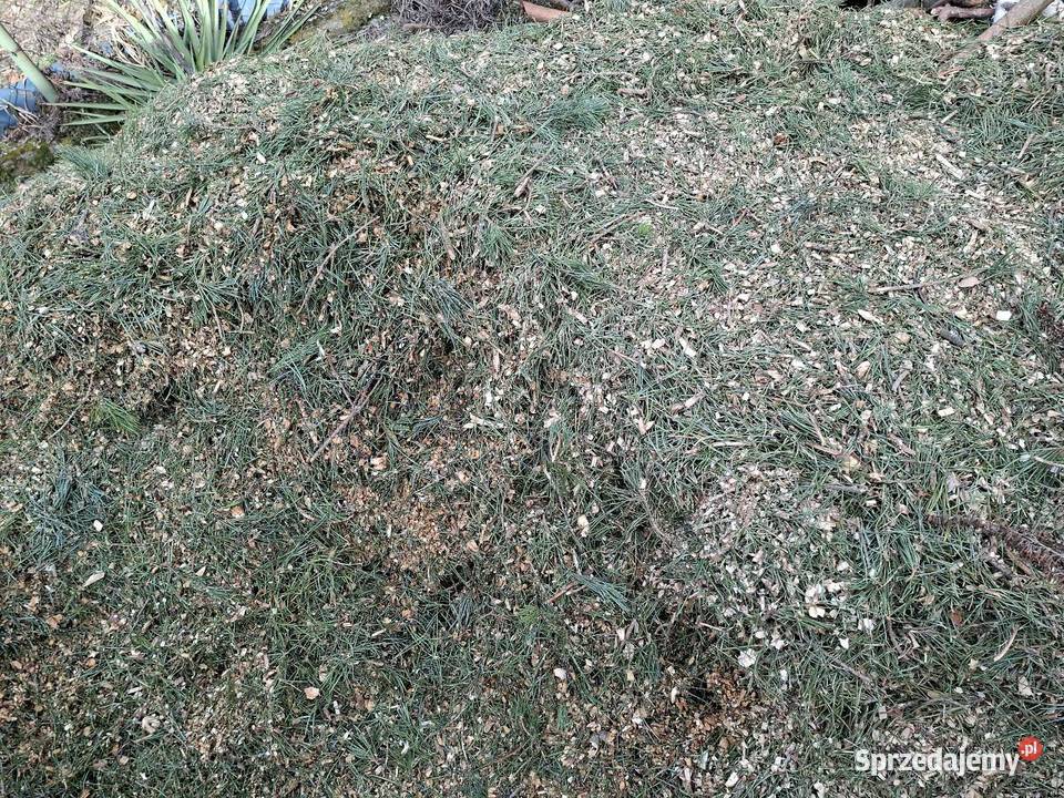 Sprzedam zrębki drewniane Warka