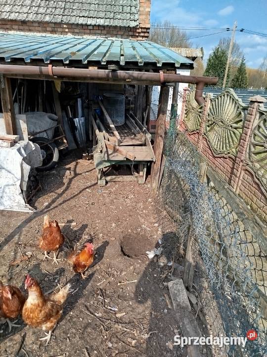 Sortownik do ziemniaków Słocina