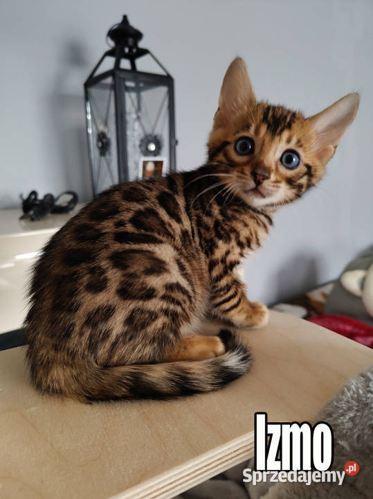 Kocięta bengalskie z rodowodem łódzkie Rogów