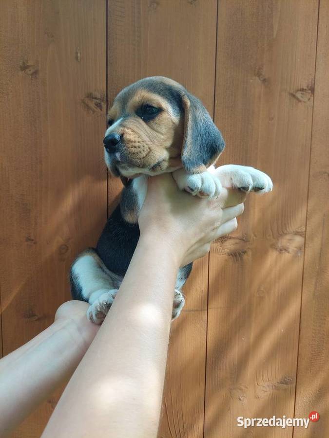 Piękny szczeniak rasy beagle podkarpackie Sanok sprzedam