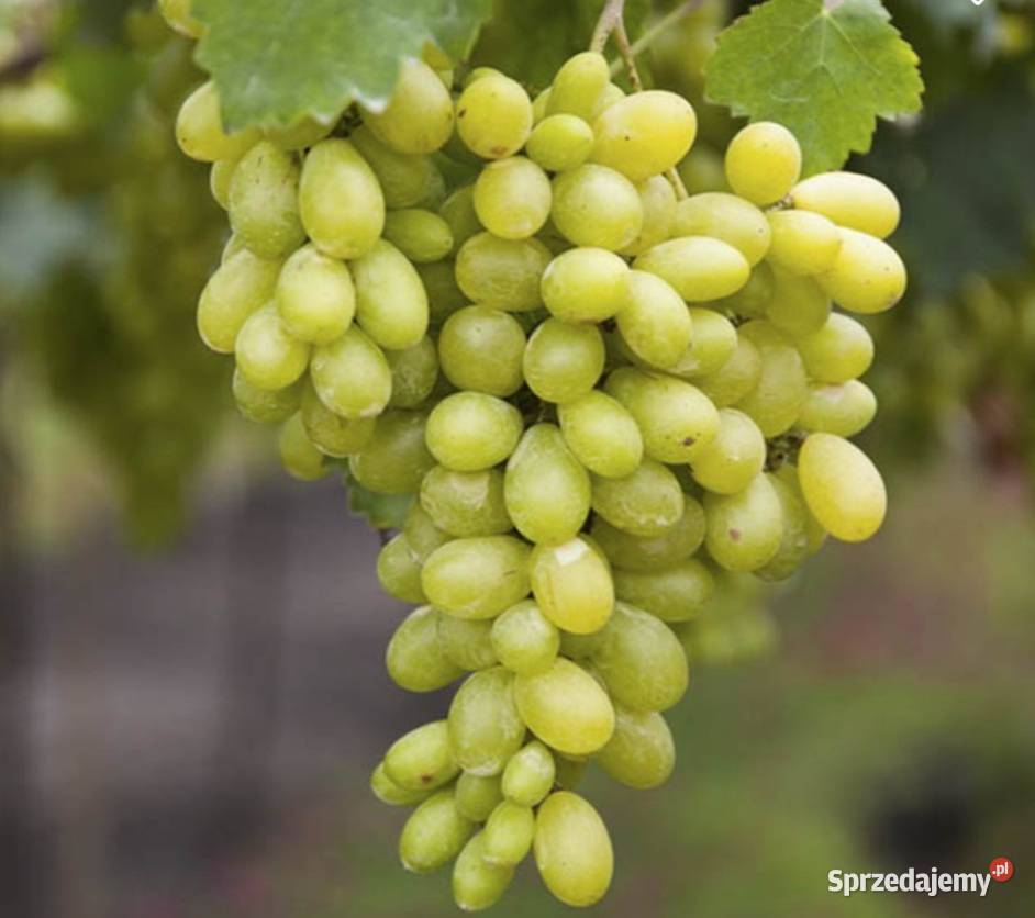 Winogron Sadzonki bezpestkowych winorośli lubelskie Świdnik