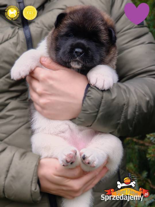 Szczenięta AKITA AMERYKAŃSKA odbiór marzec Akita Poddębice