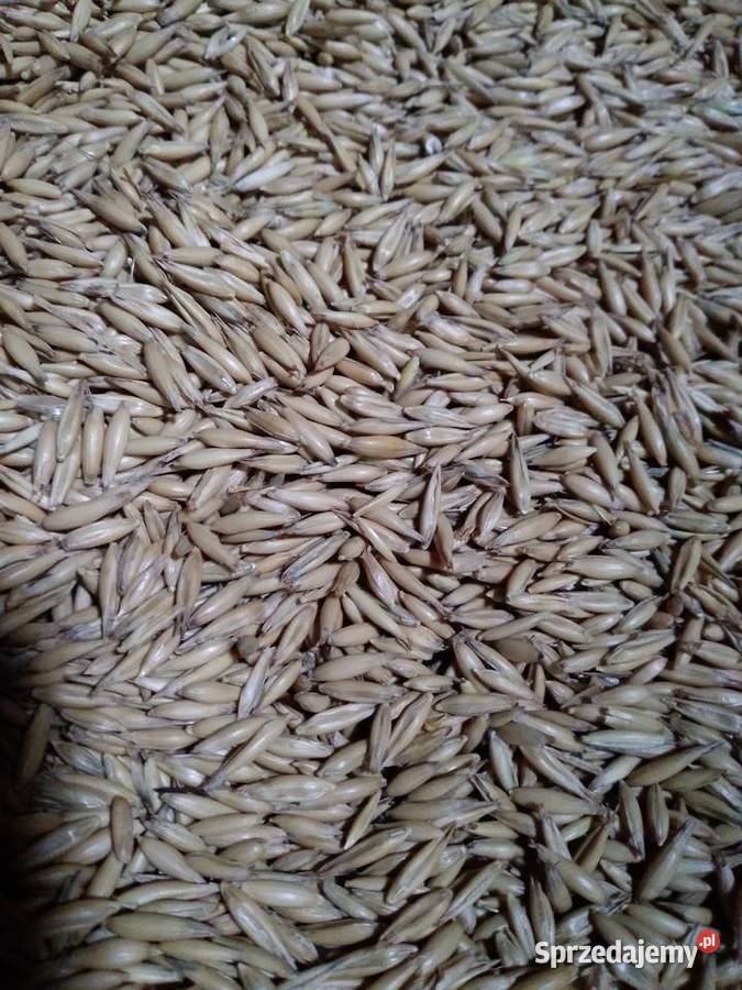 Owies ozimy Wola Przybysławska