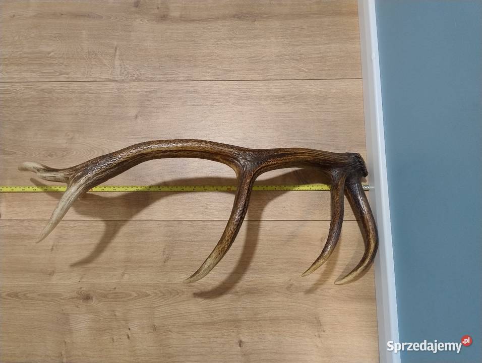 Poroże jelenia Pozostałe Warszawa