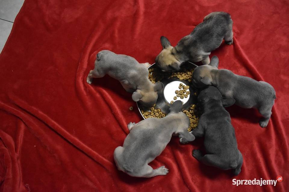 buldog francuski szczeniaki lilac i blue Lipno