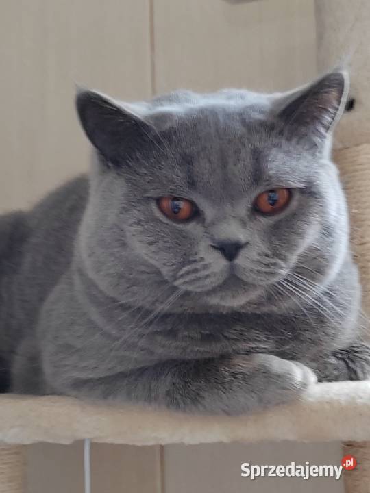 Kocur brytyjski niebieski reproduktorkrycie Brytyjski Pasłęk sprzedam