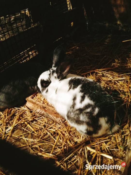 Młoda samica Obarzym