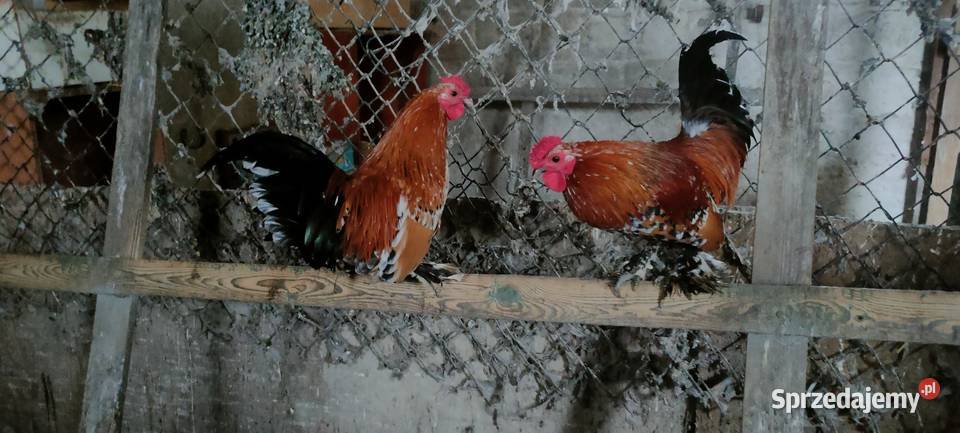 Sprzedam kury liliputy Tokarówka