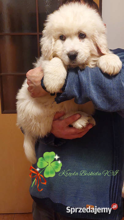 Szczeniaki Polski Owczarek Podhalański podkarpackie Rzeszów sprzedam