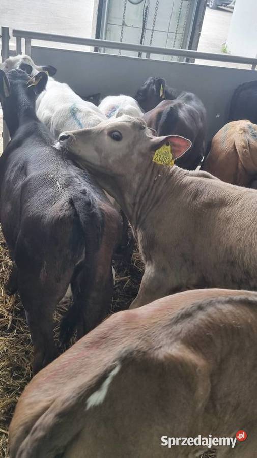 Byczki Jalowki Mięsne mazowieckie