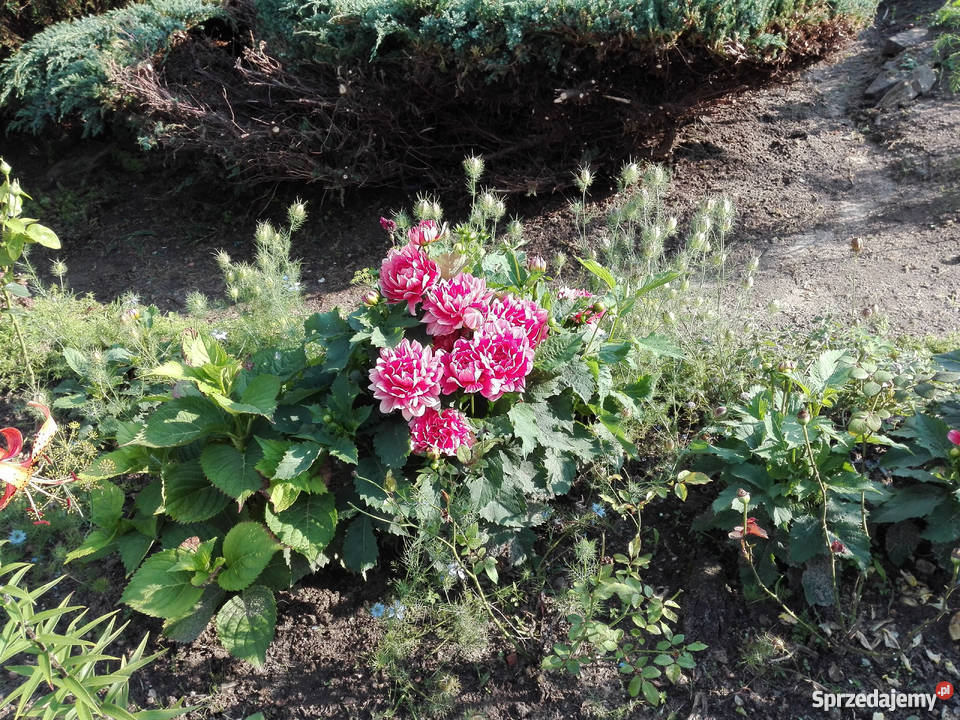 Działka relreacyjna 28zł/m2 Starachowice