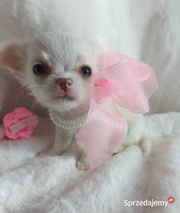 Chihuahua dziewczynka długowłosa suczka Chihuahua Inowrocław sprzedam