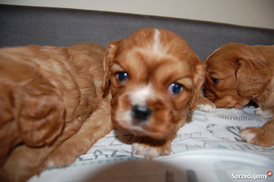 Cavalier King Charles Spaniel Szczenięta Sulejówek