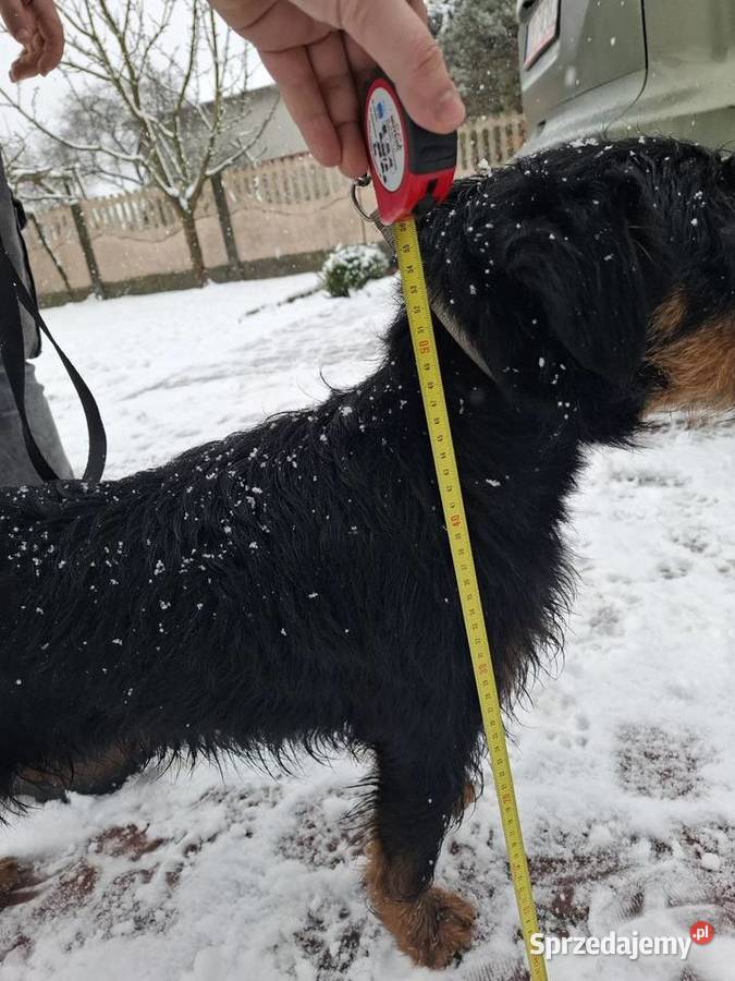 Terier Niemiecki Pies Józefów nad Wisłą