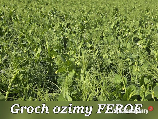 Materia siewny groch ozimy FEROE DEXTER Rolnictwo Konin