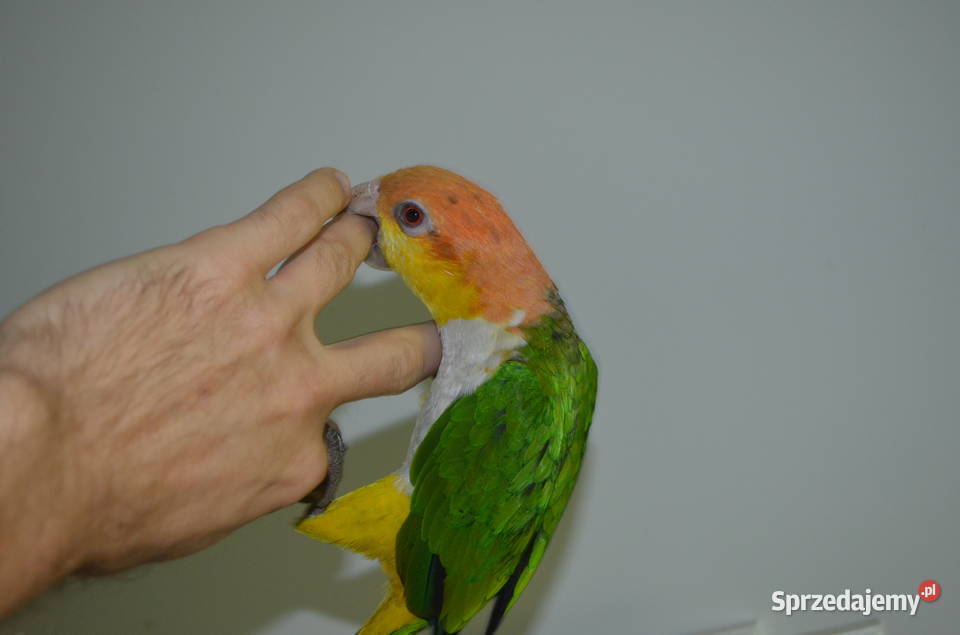 Barwinka Białobrzucha sprzedam