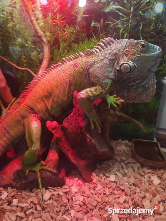 Legwan zielony mazowieckie