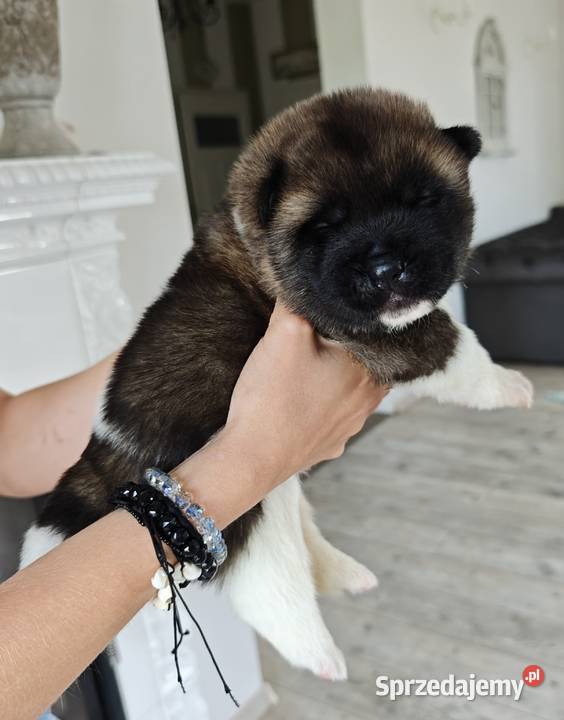 Akita Amerykańska szczeniak Wrocław