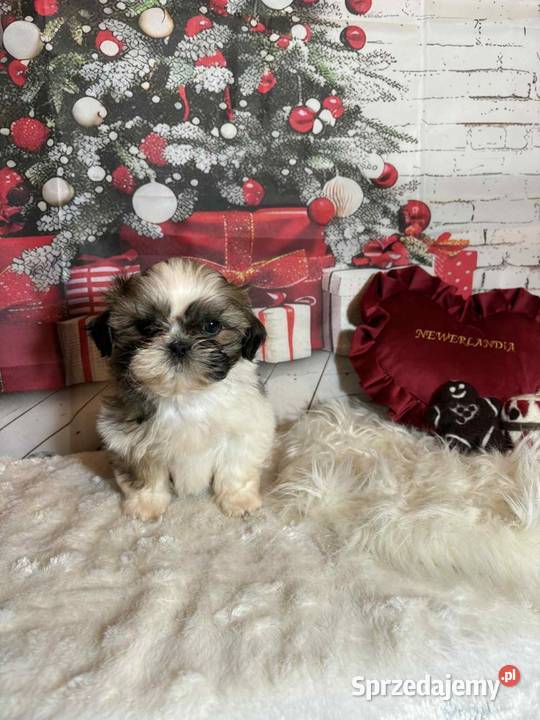 ShihTzu suczka gotowa do odbioru opolskie Strzelce Opolskie sprzedam