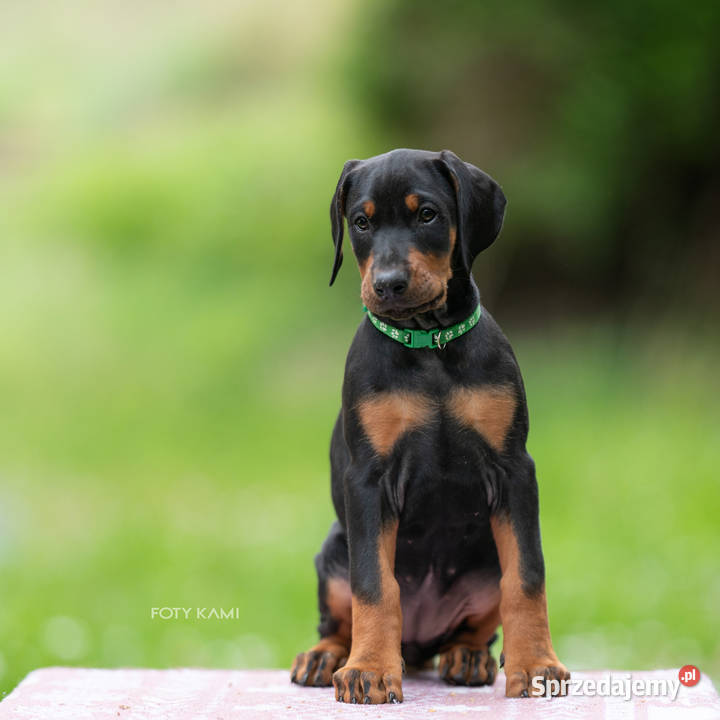 Doberman FCI Cudowne szczenięta