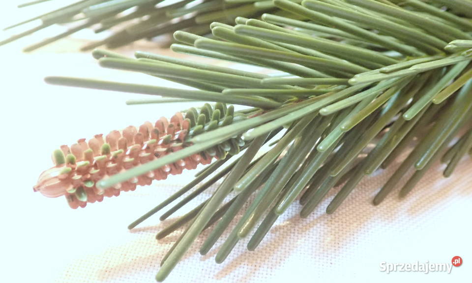 Gałązka sosny na drucie 5 sztuczna choinka 21 Siewierz