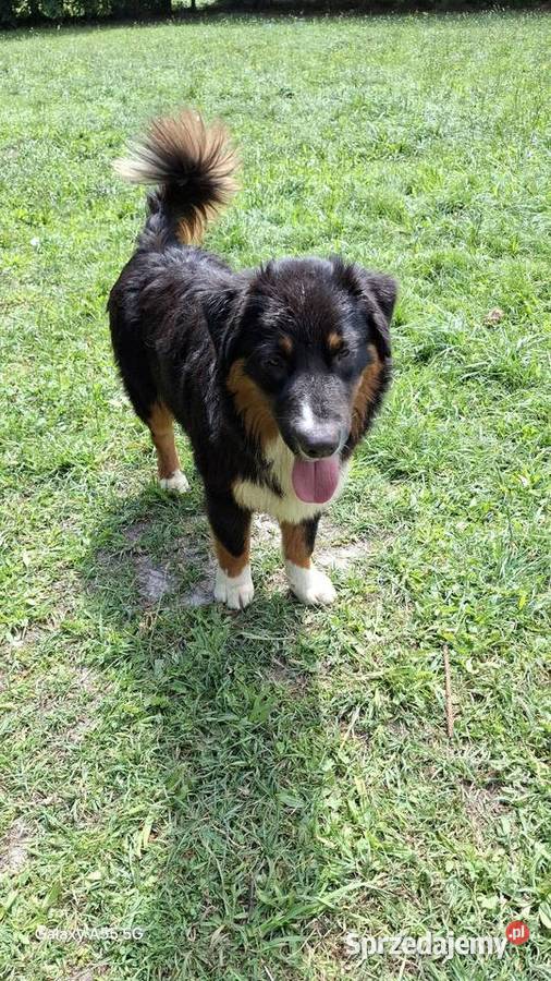 Owczarki australijskie FCI kilka szczeniąt z Psy Warszawa