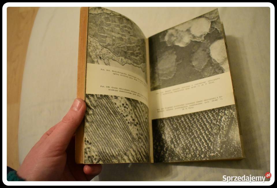 John Paul Podstawy biologii współczesnej