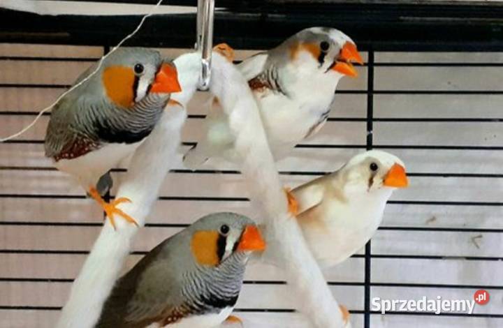 Zeberki samce i samice młode Warszawa