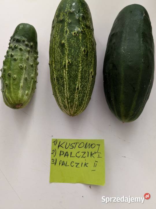 Ogórek Palczik Kustowoj Roznasol Rosyjskie Nowy Sącz sprzedam