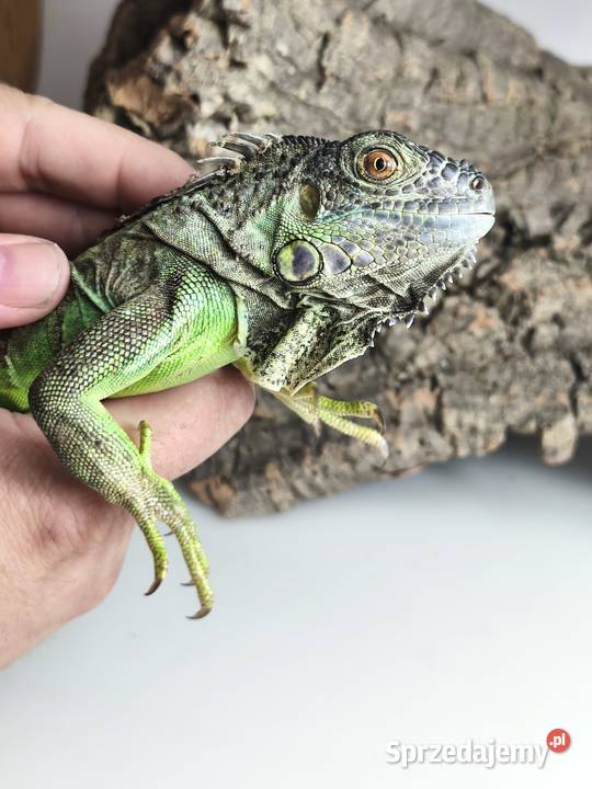 Legwan zielony Iguana iguana z legalnego sklepu