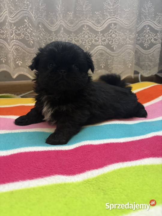 Piesek pekińczyk Lipsko