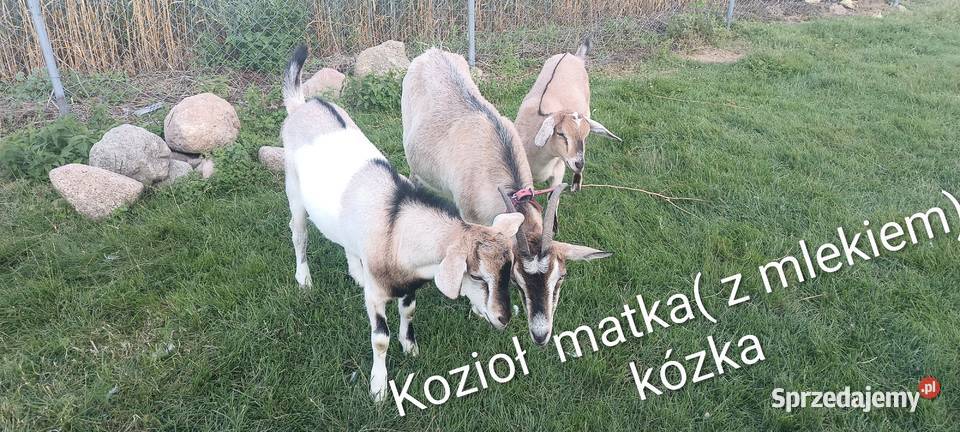Koza z mlekiem koziołek i kózka Wałdowo sprzedam