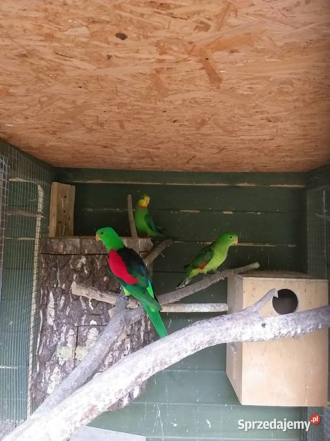 Papugi czerwonoskrzydłe Wieliczka