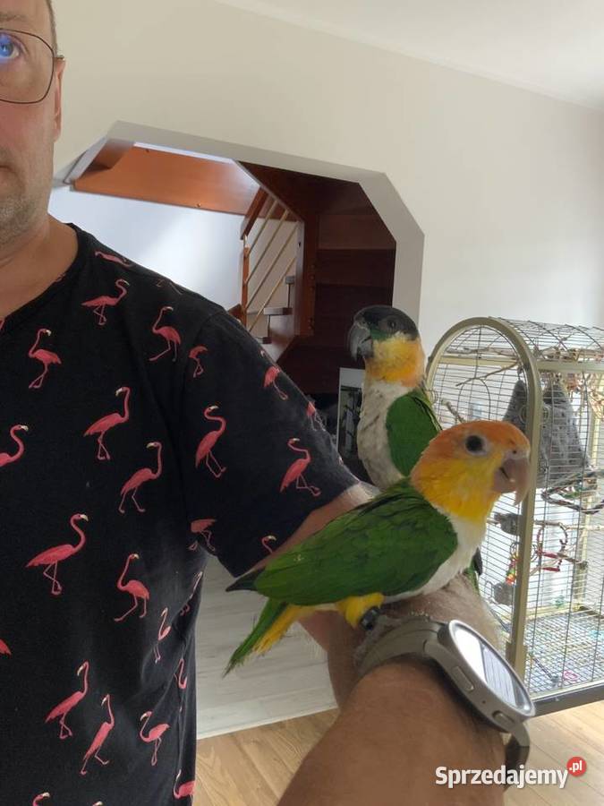 Barwinka czarnogłowa OSWOJONA samiec Mysłowice