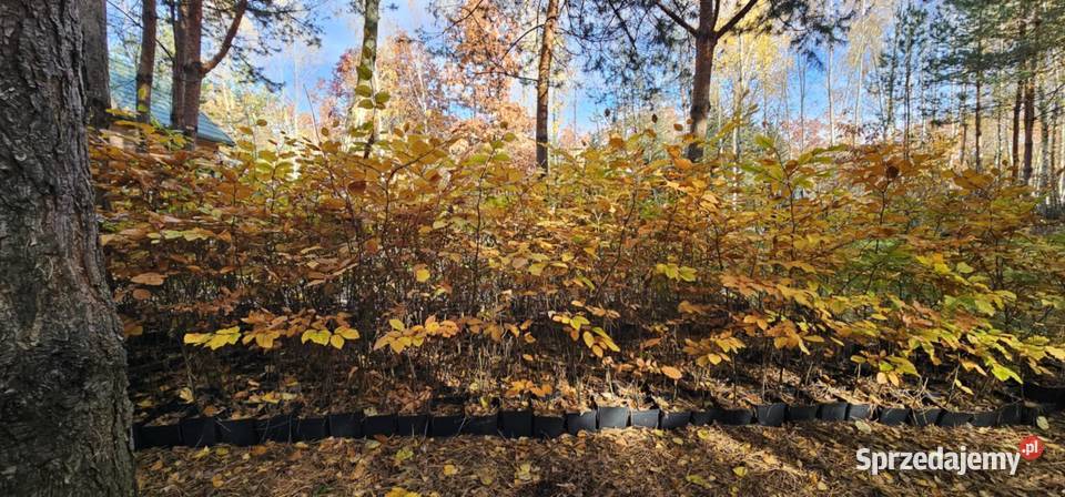 Buk pospolity fagus sylvatica w donicach 5 Wisznice sprzedam