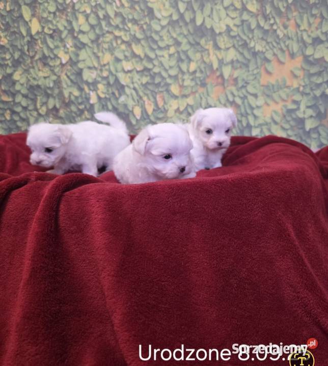 Piesek Maltańczyk z rodowodem FCI Chełm