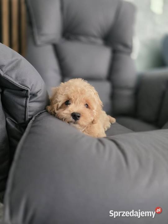 Maltipoo F1 już gotowe Świeca