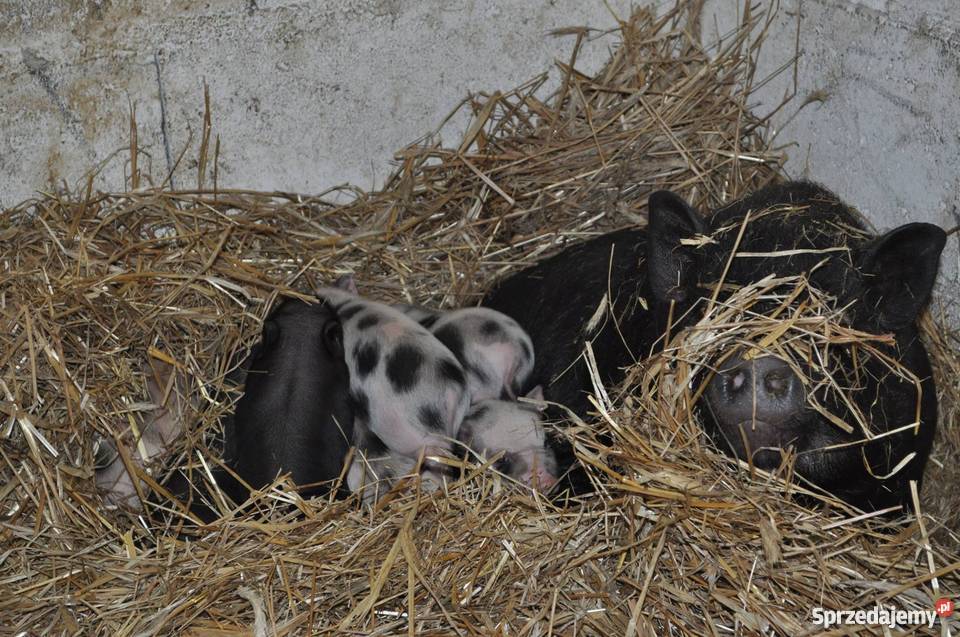 Sprzedam Świnki Wietnamskie Turek
