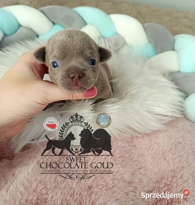 Chihuahua piesek liliowy krótkowłosy piękny Warszawa sprzedam