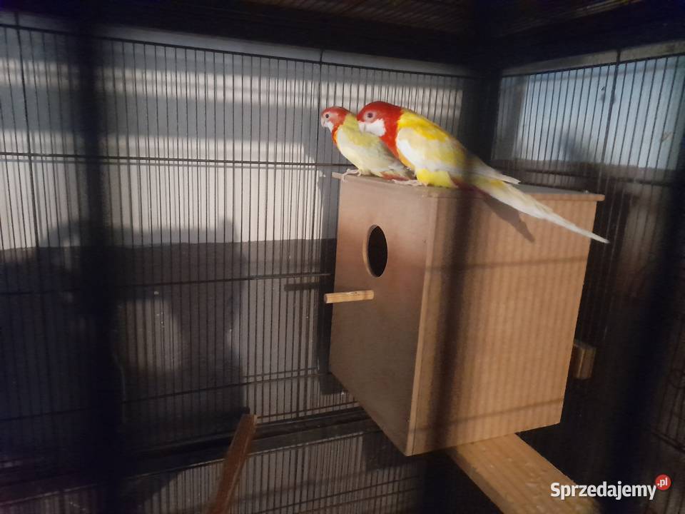 Papugi rozelle białolice lutino Wschowa sprzedam