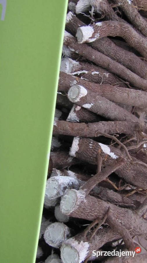 Sadzonki korzeniowe paulowni Hybryda 9503 Opole sprzedam