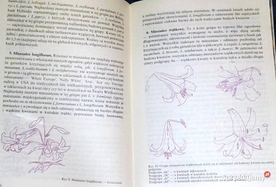 Lilia najpiękniejszy kwiat Kazimierz Mynett Chełm