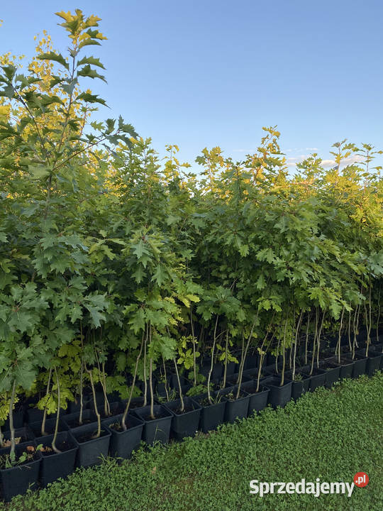 Sprzedam dęby czerwone 9 19 i 29 sprzedam