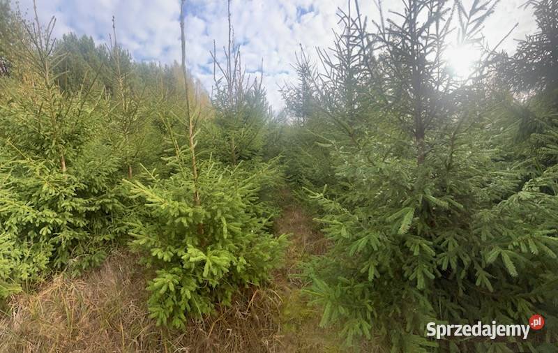 Sprzedam drzewka choinki z plantacji Białystok