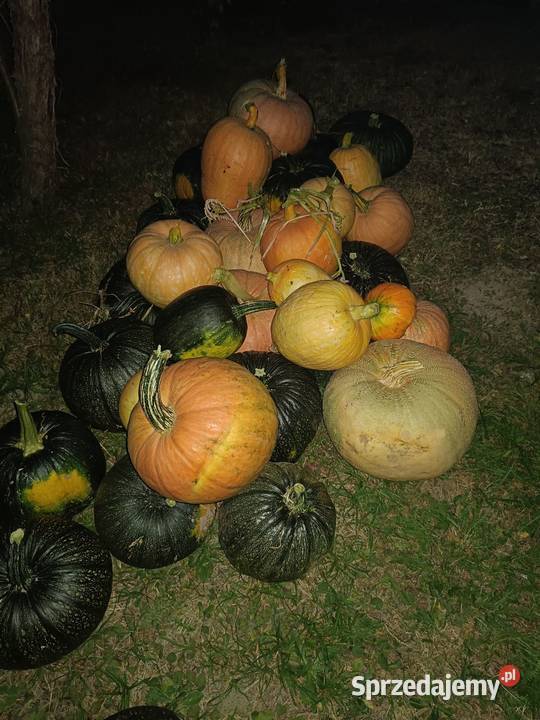 Sprzedam dynię